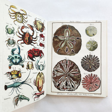 John Derian Picture Book II